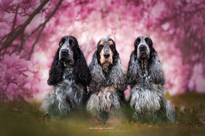 How do our dogs live? :: incrediblesoul